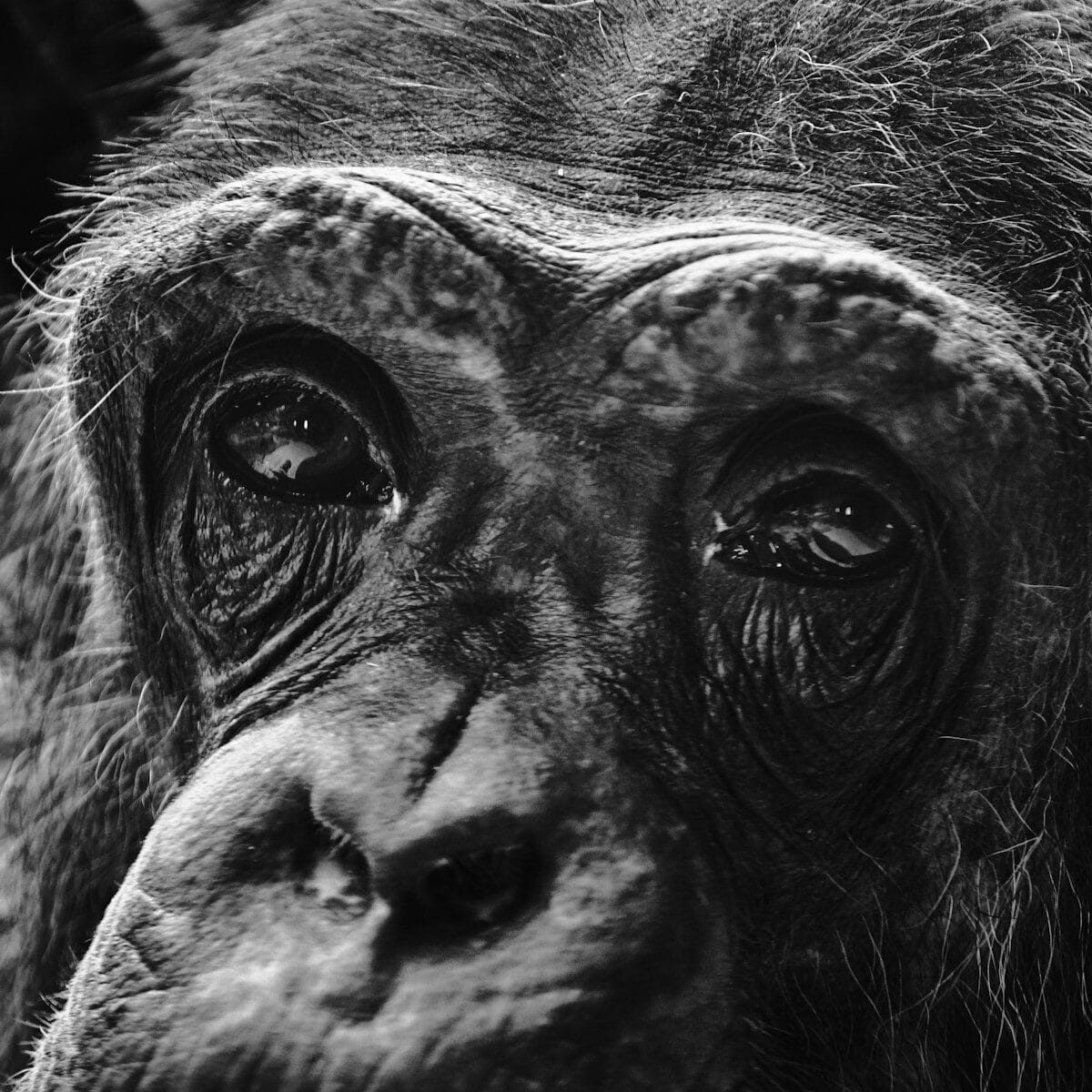 Why are we called GorillaHub?